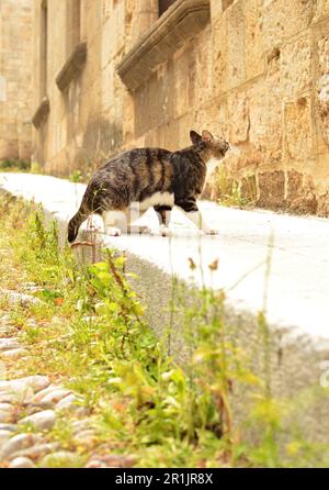 The cat jumps on the window, from the stone pavement near the walls of the medieval city of Rhodes. Stock Photo