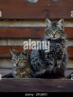One cat is sitting, the other cat is lying on a bench made of wooden slats on the street, against a stone wall. A couple of cats are resting in nature Stock Photo