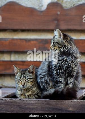 One cat is sitting, the other cat is lying on a bench made of wooden slats on the street, against a stone wall. A couple of cats are resting in nature Stock Photo