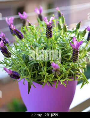 Lilac pot with lavender and lavender flowers, the pot stands in the sun on the balcony.Lavender blooms with purple flowers Stock Photo