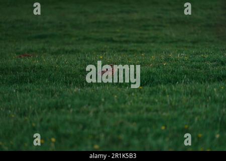 Rabbit sitting on a field during dusk Stock Photo