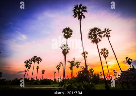 Tall sugar palm trees silhouette against dramatic sunset gradient sky Stock Photo