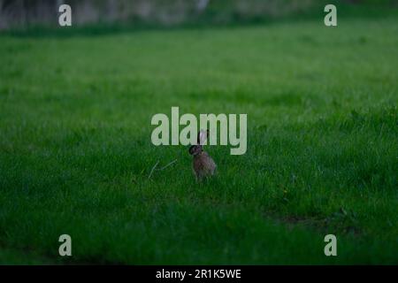 Rabbit sitting on a field during dusk Stock Photo