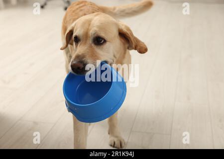 Cute hungry Labrador Retriever carrying empty feeding bowl indoors Stock Photo