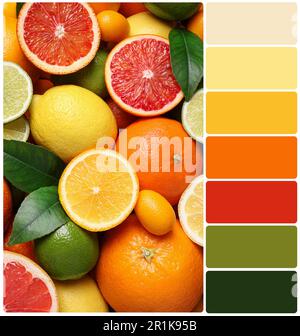 Color palette and different ripe citrus fruits, top view. Collage Stock ...
