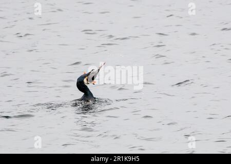 A cormorant, Phalacrocorax carbo, attempting to swallow a large fish it has just caught.  Off Yell, Shetland. Stock Photo