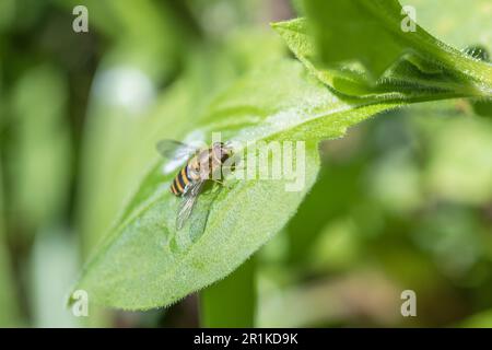 Brightly coloured hoverfly resting on Red Campion leaf in late Spring sunshine. Possibly female Epistrophe grossulariae, E. melanostoma, or Syrphus sp Stock Photo