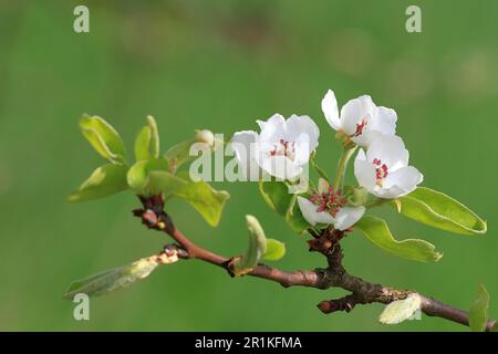 close up of a blooming apple twig Stock Photo