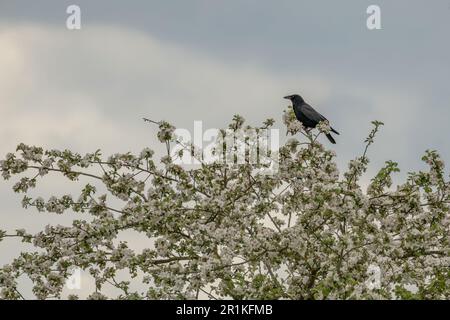 carrion crow perching on a blooming fruit tree Stock Photo