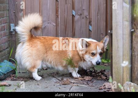 Corgi best sale undocked tail