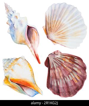 Round frame of sea shells. Hand drawn watercolor painting on white ...