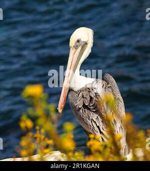 Close up portrait of a Brown Pelican behind yellow wildflowers growing by the cliffside near the ocean. Stock Photo