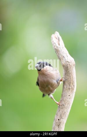 Adult female Eurasian Bullfinch (Pyrrhula pyrrhula) perched on a branch - Yorkshire, UK (May 2023) Stock Photo