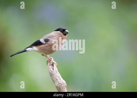 Adult female Eurasian Bullfinch (Pyrrhula pyrrhula) perched on a branch - Yorkshire, UK (May 2023) Stock Photo