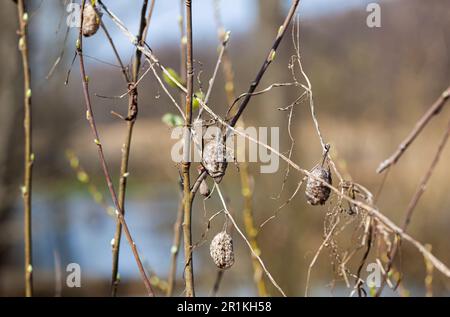 Dry grass with cobwebs and dried chestnuts on the riverbank in spring. Horizontal. Photo in high quality Stock Photo