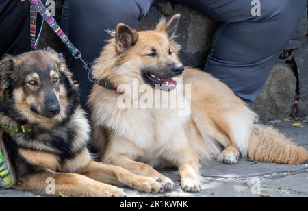 are garafian shepherd aggressive