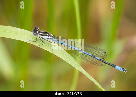Common Blue Damselfly perched on a blade of grass Stock Photo