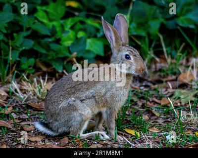 Grey rabbit standing on a meadow Stock Photo