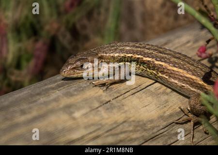 Iberian lizard sunbathing on a tree trunk. Stock Photo