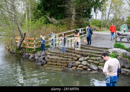 REDMOND, WA, USA – APRIL 2, 2023: Marymoor Park dog park, variety of people and dogs on the shore of the Sammamish River Stock Photo