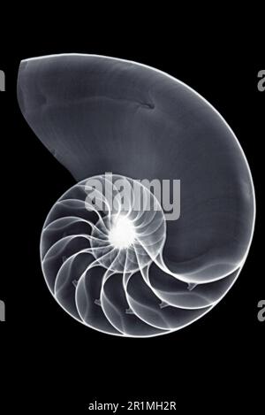 Nautilus shell x-ray Stock Photo