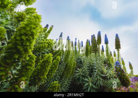 The Pride of Madeira ( Echium candicans ) is a magnificent conical blue flower that spikes. Giant bush in full bloom close-up on the beach on a sunny Stock Photo