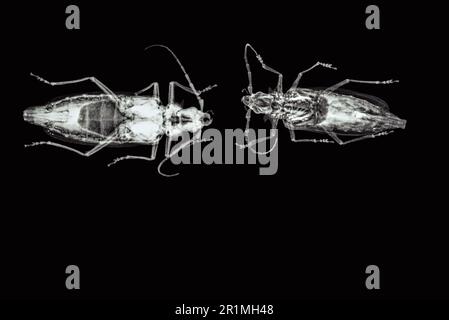 Palo Verde Root Borer beetles (Derobrachus hovorei) radiograph Stock Photo