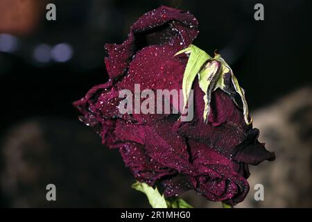 Artistic imagery of natures beauty shot in macro, dead dark red rose flower... and hope for humanities perceptions of life. Stock Photo