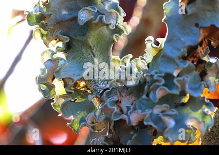 Artistic imagery of natures beauty, lichens shot macro for great detail, and to open humanities perceptions of tiny fungus. Stock Photo