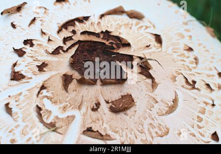 Artistic imagery of natures beautiful wild mushrooms growing in grass after a good rain, macro images to closen humanities perceptions. Stock Photo