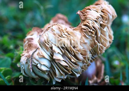 Artistic imagery of natures beautiful wild mushrooms growing in grass after a good rain, macro images to closen humanities perceptions. Stock Photo