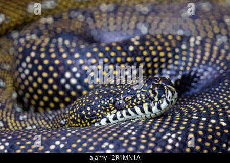 Australian Diamond Python in curled position Stock Photo