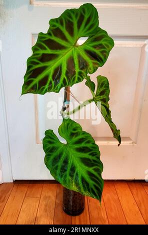 A climbing Philodendron Verrucosum, a rare and beautiful tropical  houseplant Stock Photo - Alamy