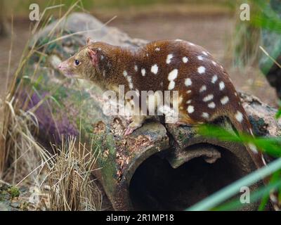 Enchanting active Spotted-tailed Quoll in outstanding beauty. Stock Photo