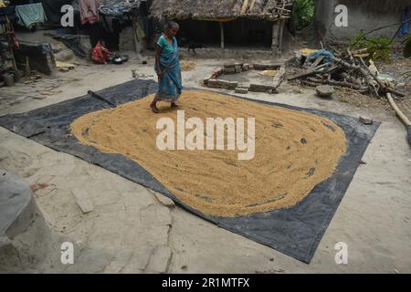 Kolkata, West Bengal, India. 14th May, 2023. An old woman spread rice by her feet for drying on the outskirts of Kolkata. (Credit Image: © Sudipta Das/Pacific Press via ZUMA Press Wire) EDITORIAL USAGE ONLY! Not for Commercial USAGE! Stock Photo