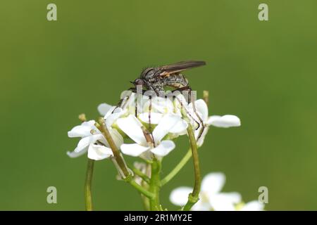 Close up female dance fly Empis tessellata. Family Empididae. On flowers of garlic mustard (Alliaria petiolata). Spring, May. Dutch garden. Stock Photo