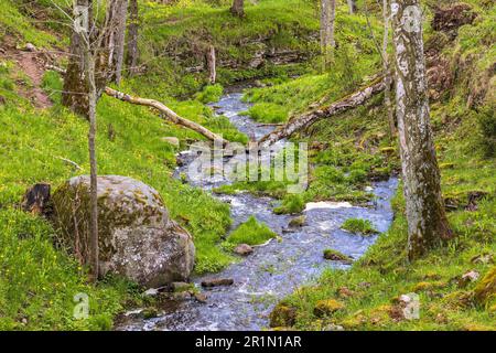 Beautiful ravine with running water in the spring Stock Photo