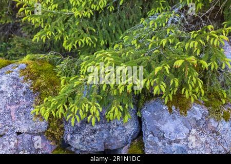 Spruce tree branch by a stone wall Stock Photo