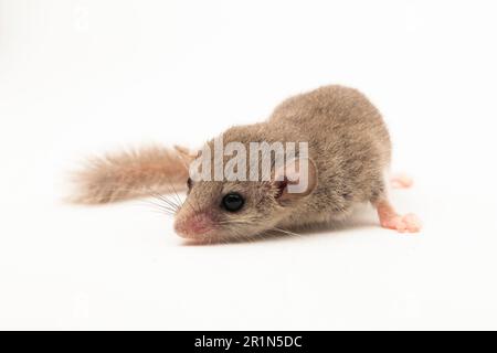 The woodland dormouse (Graphiurus murinus) African pygmy dormouse isolated on white background Stock Photo