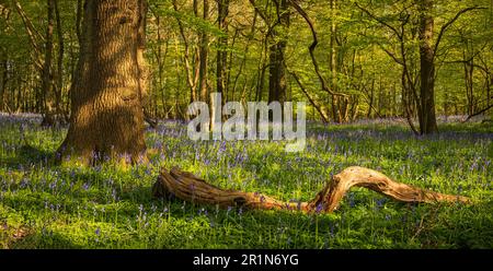 April springtime bluebell woodland near Mountfield on the high weald in East Sussex south east England Stock Photo