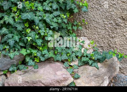ivy growing on a wall Stock Photo