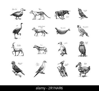 Extinct species. Wild mammal animals and birds. Dodo, Moa, Tasmanian wolf, Quagga. Aurochs. Blue antelope. Hand drawn vector engraved sketch. Graphic Stock Vector