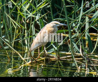 Squacco Heron (Ardeola ralloides), in natural habitat, Agia Vavara, Cyprus. Stock Photo