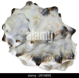 Purple Pacific Drupe shell (Drupa morum) c2cm. Region:Indo-Pacific