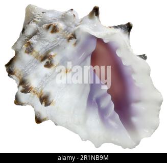 Purple Pacific Drupe shell (Drupa morum) c2cm. Region:Indo-Pacific