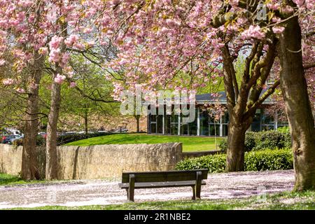 Spring cherry blossom in Pittencrieff park ,Dunfermline, Fife, Scotland Stock Photo