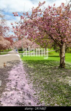 Spring cherry blossom in Pittencrieff park ,Dunfermline, Fife, Scotland Stock Photo