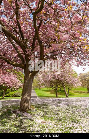 Spring cherry blossom in Pittencrieff park ,Dunfermline, Fife, Scotland Stock Photo