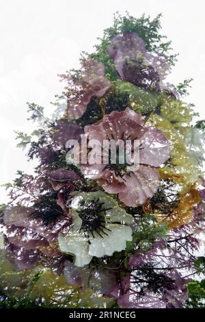 Artificial flowers and fir tree - in-camera double exposure. Stock Photo