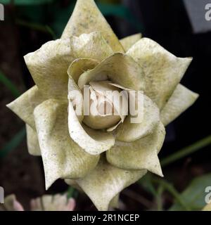 A faded artificial flower on a grave. Stock Photo